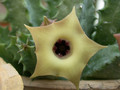 huernia primulina mbb6607 5