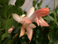 schlumbergera christmas fantasie 04