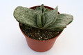 gasteria cv brachyphylla 0872
