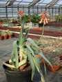 aloe plicatilis1