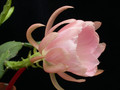 eh embukyokyo 6363 04