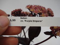 sedum purple emperor 682