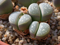 lithops optica c290 01