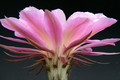 echinopsis spring symphony 0208