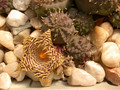 huernia kennedyana 04