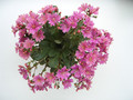 lewisia pink 04