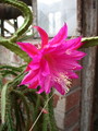 aporocactus fliedery paetz 5275