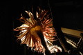 selenicereus grandiflorus koenigin 2006 05 9749