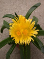 glottiphyllum muhrii 05