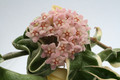 hoya carnosa compacta regalis 9431