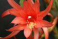 aporocactus carolina 0025