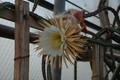 selenicereus grandiflorus aufbluehen 1438