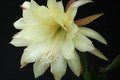 eh yellow gem 9910 8318