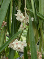 hoya sheperdii 02