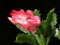 schlumbergera pasadena 02