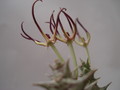 orbea luntii tmom14 7342