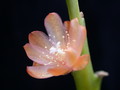 lepismium asuntapatense kessler9800 9714