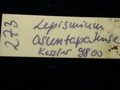 lepismium asuntapatense kessler9800 9717