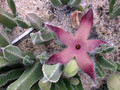 stapelia gigantea2