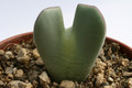 conophytum bilobum muscosepapillatum rietkloof 2899