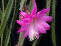 aporocactus fliedery paetz 982334