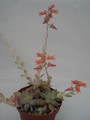 echeveria carnicolor 8281