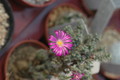 delosperma minima 1707