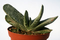 gasteria cv brachyphylla 0874