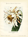phyllocactus thomasianus aus schumann