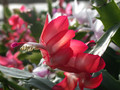 schlumbergera dark marie 04