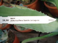agave pedunculifera 4907