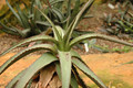 aloe tomentosa 01