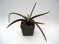 sansevieria gracile 4779