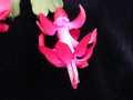 schlumbergera welling cherry 26