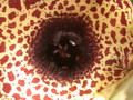 huernia kirkii zander 05