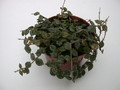 hoya curtisii 3989