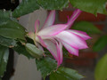 schlumbergera hatherton charm 209