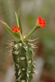 euphorbia vigueri 1075