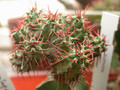 euphorbia philipsiae 02