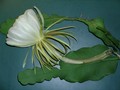 epiphyllum grandilobum 248 BN7807