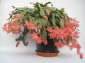 schlumbergera christmas fantasy 7693