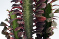 euphorbia trigona rubra 0196