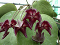 hoya macgillivrayi 01