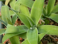 agave attenuata 1