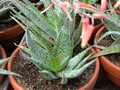 aloe rauhii 2