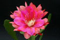 eh arepal 5170 9129