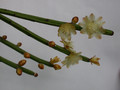 rhipsalis dissimilis 06