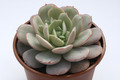 echeveria subcorymbosa 7922