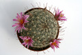 mammillaria grahamii djf1000 0240