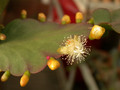 rhipsalis pachyptera02 20